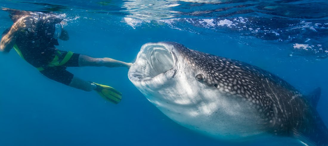 Photographing Mr. Big: How to photograph large marine animals underwater
