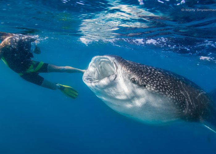 Photographing Mr. Big: How to photograph large marine animals underwater