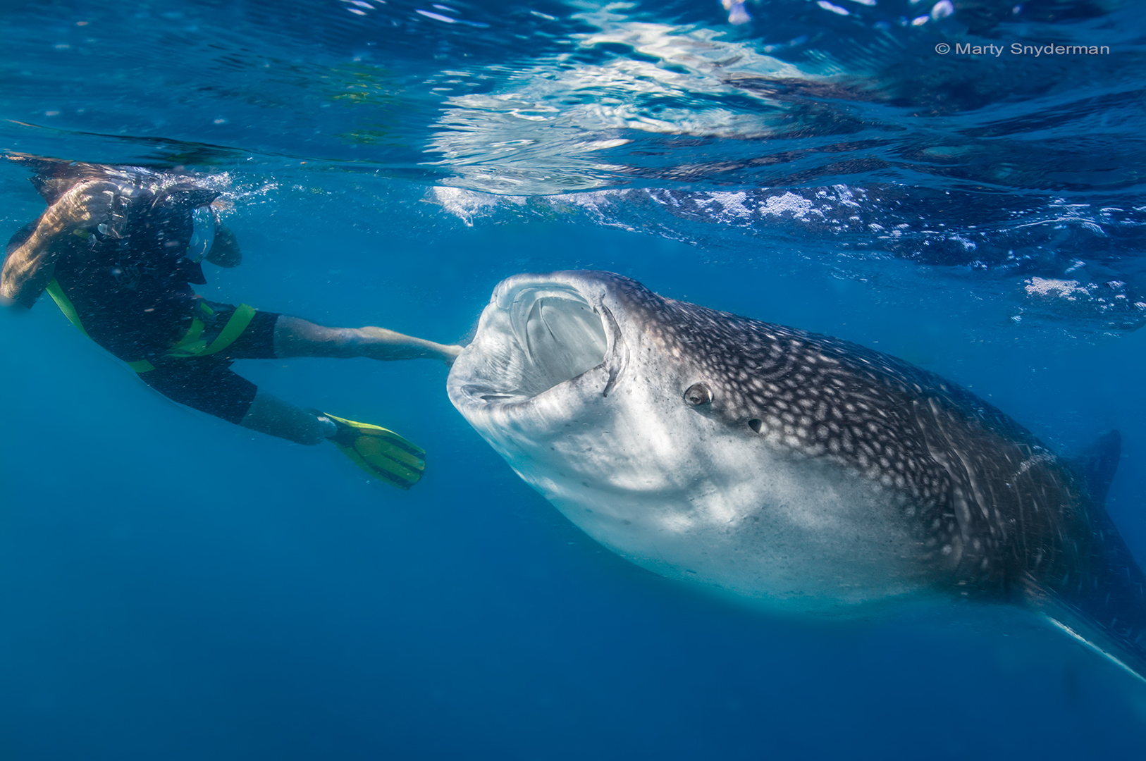 Photographing Mr. Big: A Guide to Underwater Photography with Large Marine Life