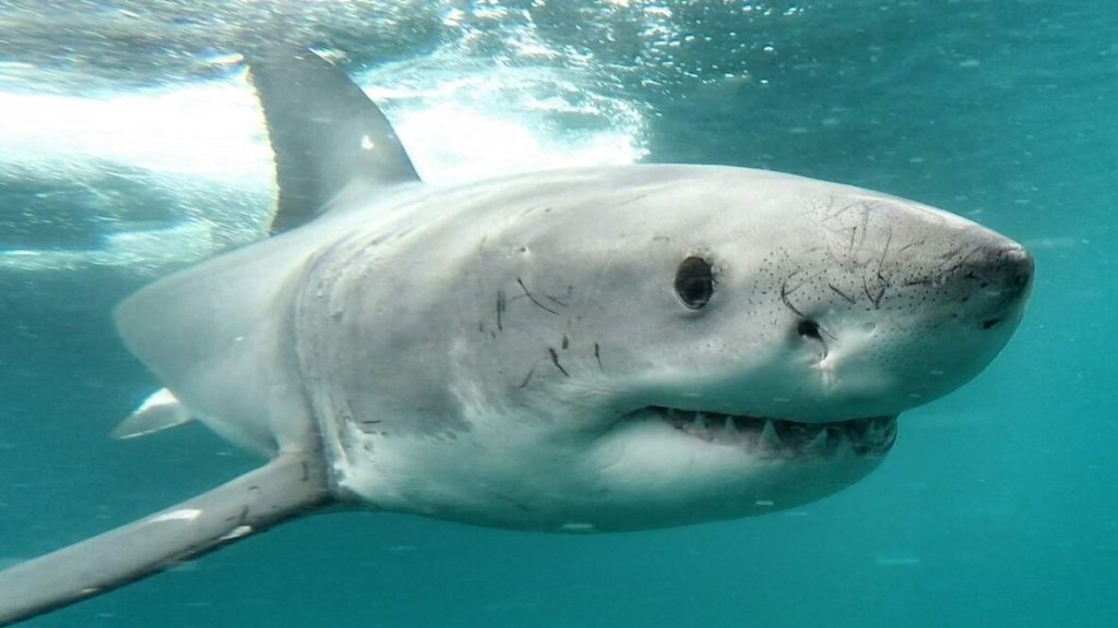 a great white shark in open water “Support Non-Lethal Shark Protection”