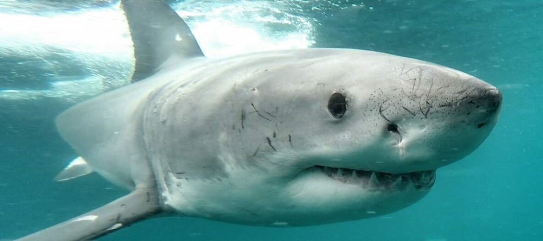 a great white shark in open water “Support Non-Lethal Shark Protection”