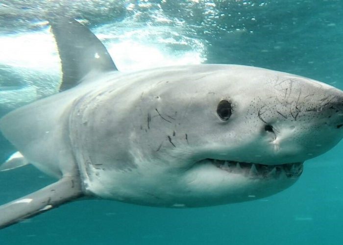 a great white shark in open water “Support Non-Lethal Shark Protection”